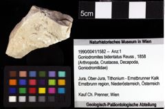 Foto (Objket + Etiketten) von Goniodromites bidentatus (Reuss, 1859) 
